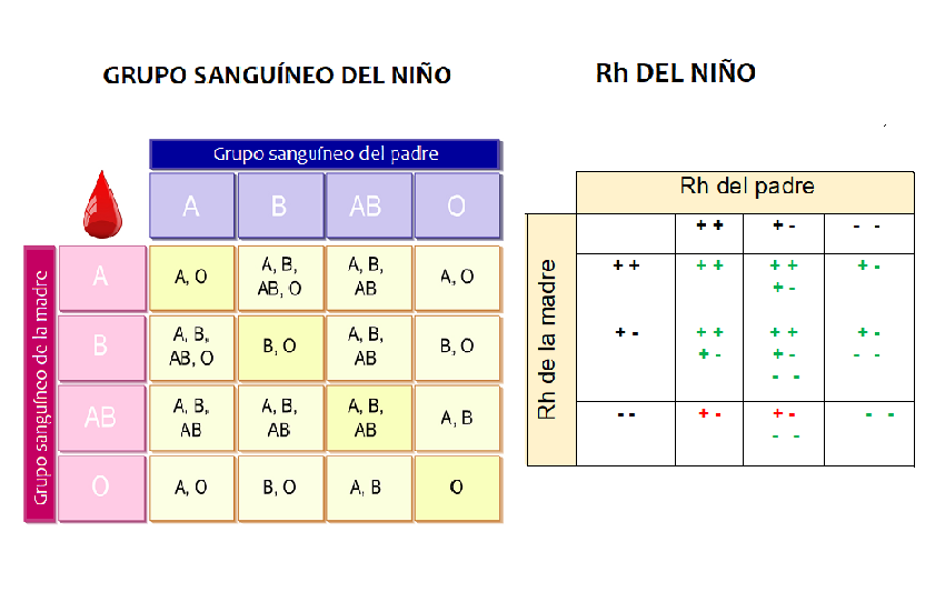 ¿Qué Es Eso De La Incompatibilidad De Grupo Sanguíneo Y De Rh ...