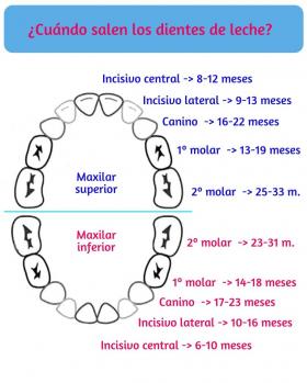 Dentición Del Bebé ¿qué Es Normal Y Qué Alteración? | Familia Y Salud